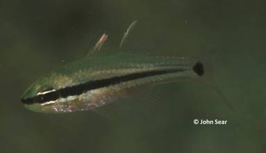 Spiny-eye Cardinalfish (Apogon fraenatus)