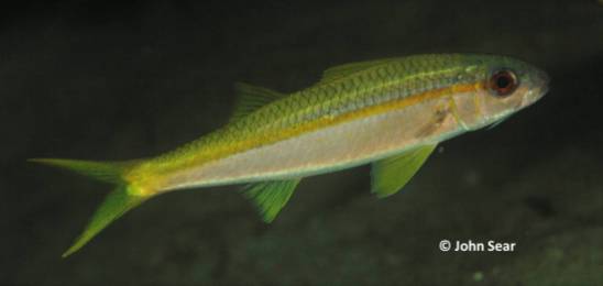 Yellow-lined Goatfish (Mulloidichthys vanicolensis)