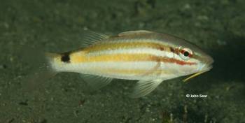 Black Spot Goatfish (Parupeneus spilurus)