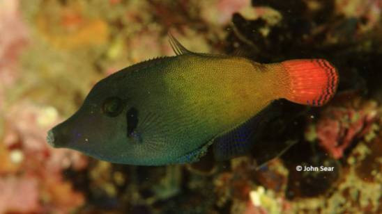 Blackbar Filefish (Pervagor janthinosoma)