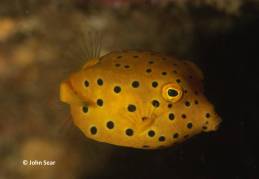 Orange boxfish