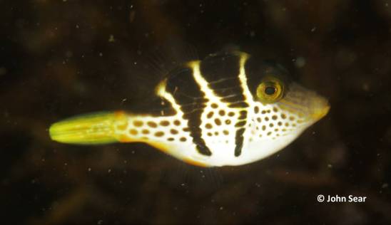 Mimic Filefish (Paraluteres prionurus)