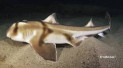 Port Jackson Shark (Heterodontus portusjacksoni)