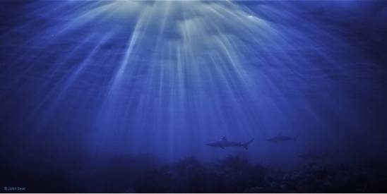 Dusky Whaler sharks patrol the seabed, lit by refraction from the sunrise