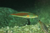 Red-spot wrasse