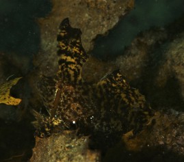 Yellow-Crested Weedfish