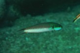 Blueheaded Wrasse