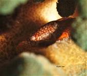 HoneyComb Coral Crab