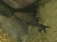 Goldsaddle Goatfish (Parupeneus cyclostomus)