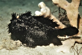 Black Anglerfish