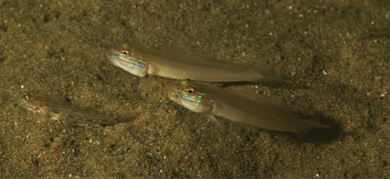 Immaculate Glider Gobies with a Sloth Goby