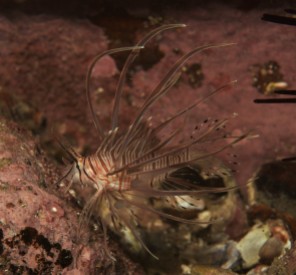 Juvenile Common Lionfish