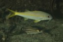 Yellowfin Goatfish (Mulloidichthys vanicolensis)