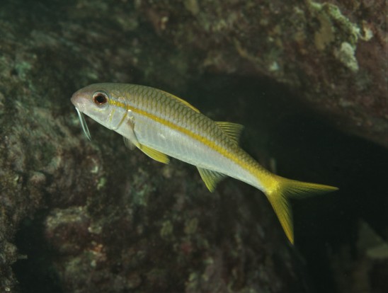 Gold-lined Goatfish