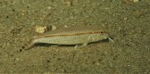 Australian Goatfish (Upeneus australiae)