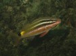 Black-spot Goatfish (Parupeneus spilurus)