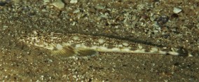 Marbled Flathead (Platycephalus marmoratus)