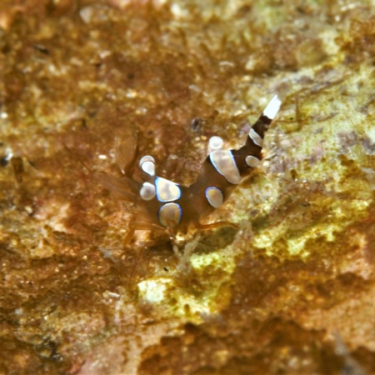 Squat, or Sexy Anemone Shrimp (Thor amboinensis)